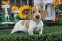 Moses wire hair, a male Miniature Dachshund for sale in Canton, TX – 1 of 10