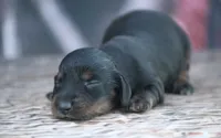 Nilo, a female Miniature Dachshund for sale in Canton, TX – 3 of 5