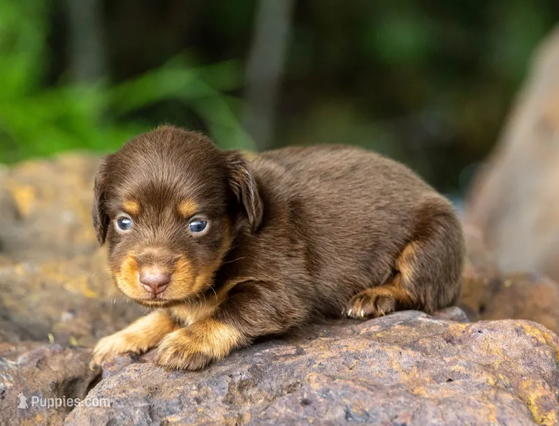 Tuff – Miniature Dachshund puppy for sale in Canton, TX