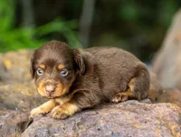Tuff, a male Miniature Dachshund for sale in Canton, TX – 1 of 3