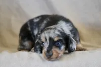 Whiskey, a male Miniature Dachshund for sale in Canton, TX – 6 of 8