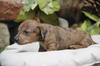 Sailor , a female Miniature Dachshund for sale in Canton, TX – 2 of 9