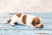 Moses, a male Miniature Dachshund for sale in Canton, TX – 2 of 4
