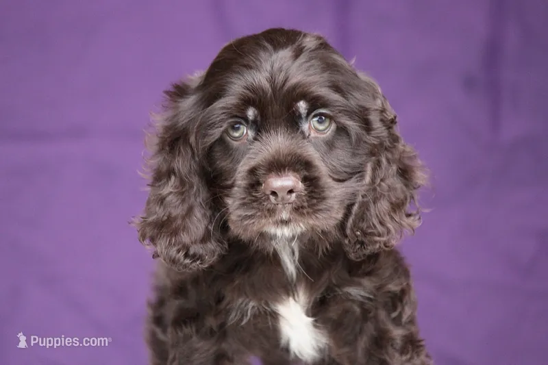 Chip – Cocker Spaniel puppy for sale in Canton, TX
