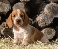 Moses wire hair, a male Miniature Dachshund for sale in Canton, TX – 4 of 10