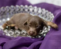 Alto, a male Miniature Dachshund for sale in Canton, TX – 4 of 4