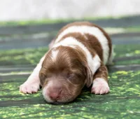 Jazzy, a female Miniature Dachshund for sale in Canton, TX – 3 of 5