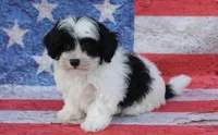 Briggs, a male Poodle - Toy  and Havapoo for sale in Canton, TX – 2 of 6