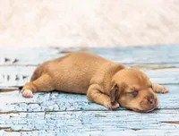 Matri , a female Miniature Dachshund for sale in Canton, TX – 2 of 3