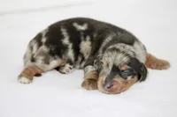 Tolkien, a male Miniature Dachshund for sale in Canton, TX – 2 of 5