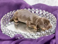 Alto, a male Miniature Dachshund for sale in Canton, TX – 1 of 4