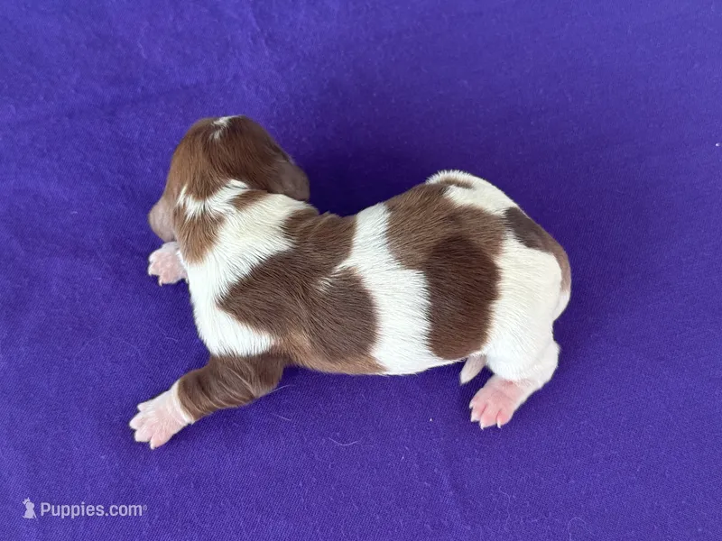 Jazzy – Miniature Dachshund puppy for sale in Canton, TX