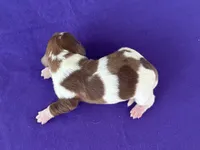 Jazzy, a female Miniature Dachshund for sale in Canton, TX – 1 of 5