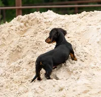 Raff, a female Miniature Dachshund for sale in Canton, TX – 3 of 5