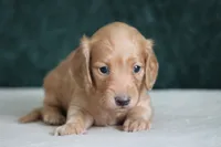 Delta, a male Miniature Dachshund for sale in Canton, TX – 2 of 6