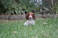Jorey , a female Miniature Dachshund for sale in Canton, TX – 3 of 10
