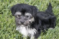 Finlo , a male Havanese for sale in Canton, TX – 2 of 9