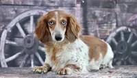 Nile, a male Miniature Dachshund for sale in Canton, TX – 4 of 5