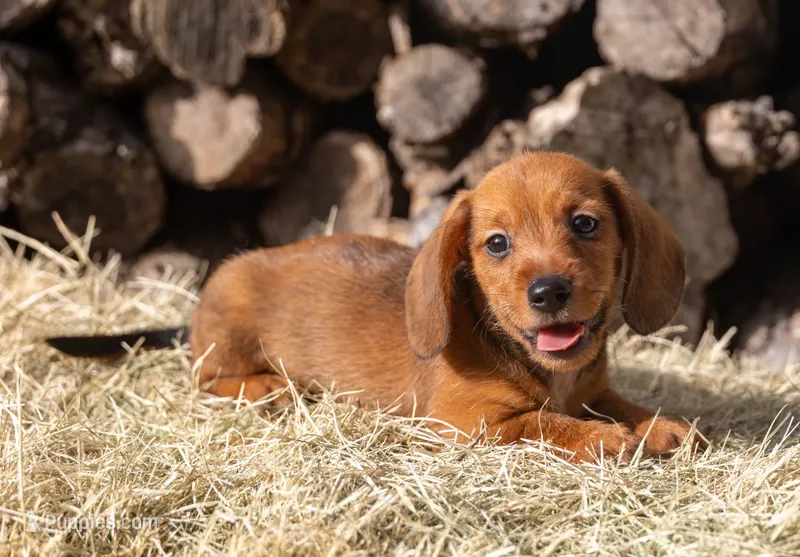 Malachi wire hair – Miniature Dachshund puppy for sale in Canton, TX
