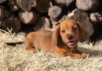 Malachi wire hair, a male Miniature Dachshund for sale in Canton, TX – 3 of 10