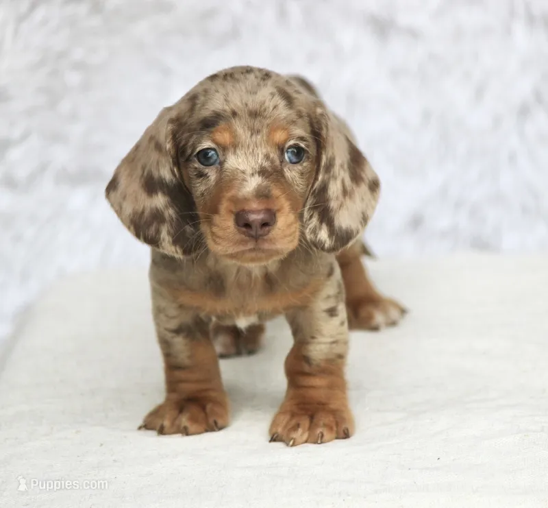 Tequila  – Miniature Dachshund puppy for sale in Canton, TX