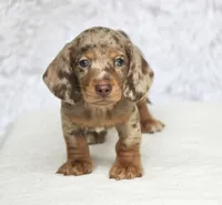 Tequila , a male Miniature Dachshund for sale in Canton, TX – 4 of 10