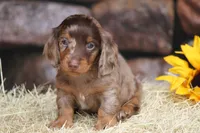 Lawson, a male Miniature Dachshund for sale in Canton, TX – 2 of 5