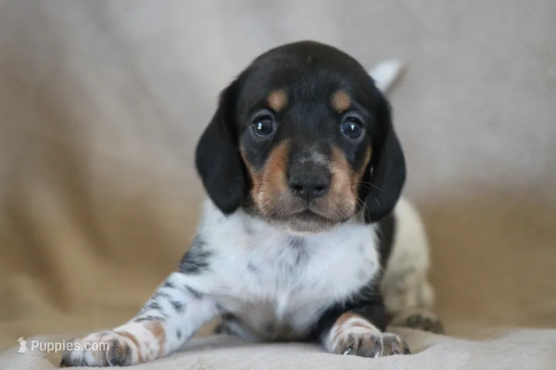 Rum – Miniature Dachshund puppy for sale in Canton, TX