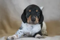 Rum, a male Miniature Dachshund for sale in Canton, TX – 6 of 9