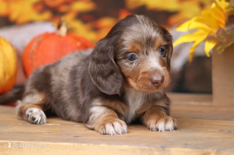 LaVita  – Miniature Dachshund puppy for sale in Canton, TX