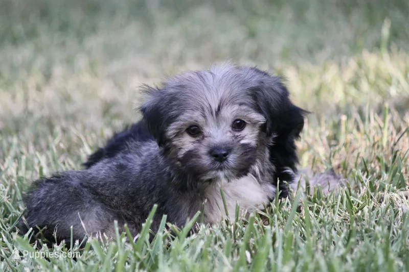 Franco – Havanese puppy for sale in Canton, TX