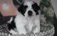 Brady, a male Poodle - Toy  and Havapoo for sale in Canton, TX – 2 of 4