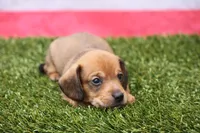 Malachi wire hair, a male Miniature Dachshund for sale in Canton, TX – 7 of 10