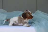 Jett, a male Miniature Dachshund for sale in Canton, TX – 5 of 10
