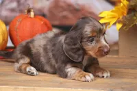 LaVita , a female Miniature Dachshund for sale in Canton, TX – 5 of 9