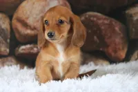 Nero, a male Miniature Dachshund for sale in Canton, TX – 2 of 9
