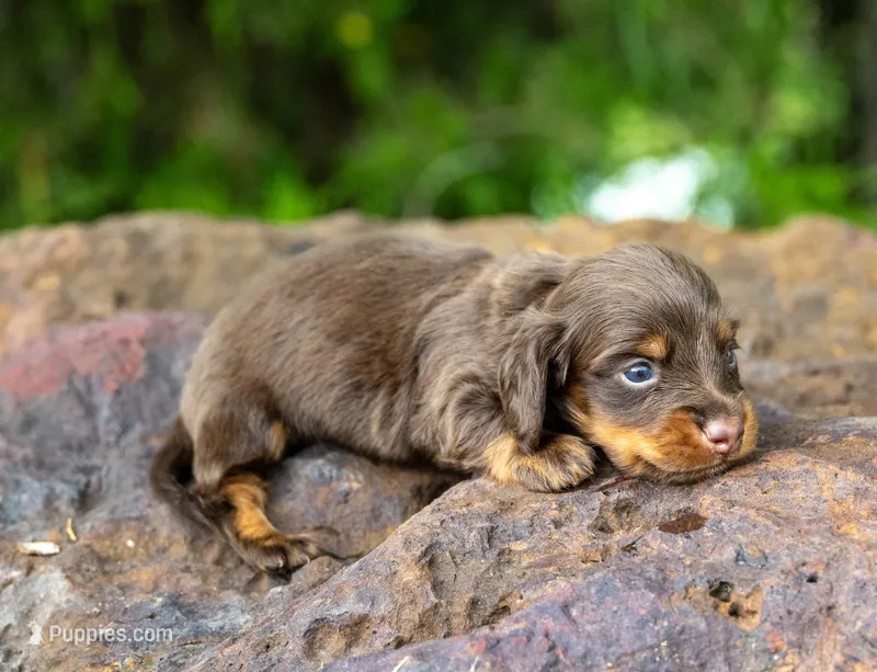 Tandy, a female Miniature Dachshund for sale in Canton, TX – 1 of 3