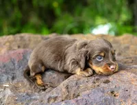 Tandy, a female Miniature Dachshund for sale in Canton, TX – 1 of 3