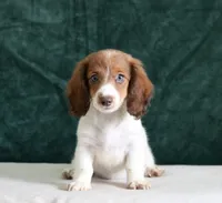 Jorey , a female Miniature Dachshund for sale in Canton, TX – 7 of 10