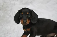 Gin, a female Miniature Dachshund for sale in Canton, TX – 2 of 4