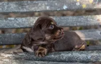 Tesla, a female Miniature Dachshund for sale in Canton, TX – 3 of 6