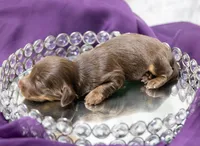 Alto, a male Miniature Dachshund for sale in Canton, TX – 2 of 4