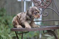 Chaz, a male Cocker Spaniel for sale in Canton, TX – 6 of 9