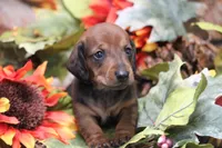 Sindy , a female Miniature Dachshund for sale in Canton, TX – 2 of 7