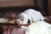 Lorenzo , a male Miniature Dachshund for sale in Canton, TX – 5 of 6