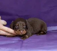 Tiki, a male Miniature Dachshund for sale in Canton, TX – 3 of 4