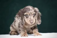 Torque, a male Miniature Dachshund for sale in Canton, TX – 2 of 10
