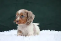 Jett, a male Miniature Dachshund for sale in Canton, TX – 3 of 10