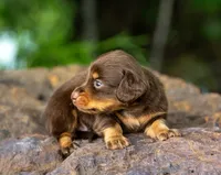 Tuff, a male Miniature Dachshund for sale in Canton, TX – 3 of 3