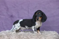 Rum, a male Miniature Dachshund for sale in Canton, TX – 2 of 9